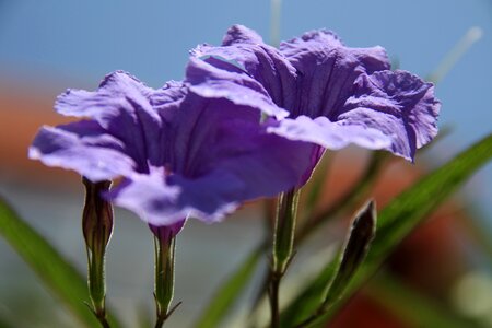 Garden spring flower purple