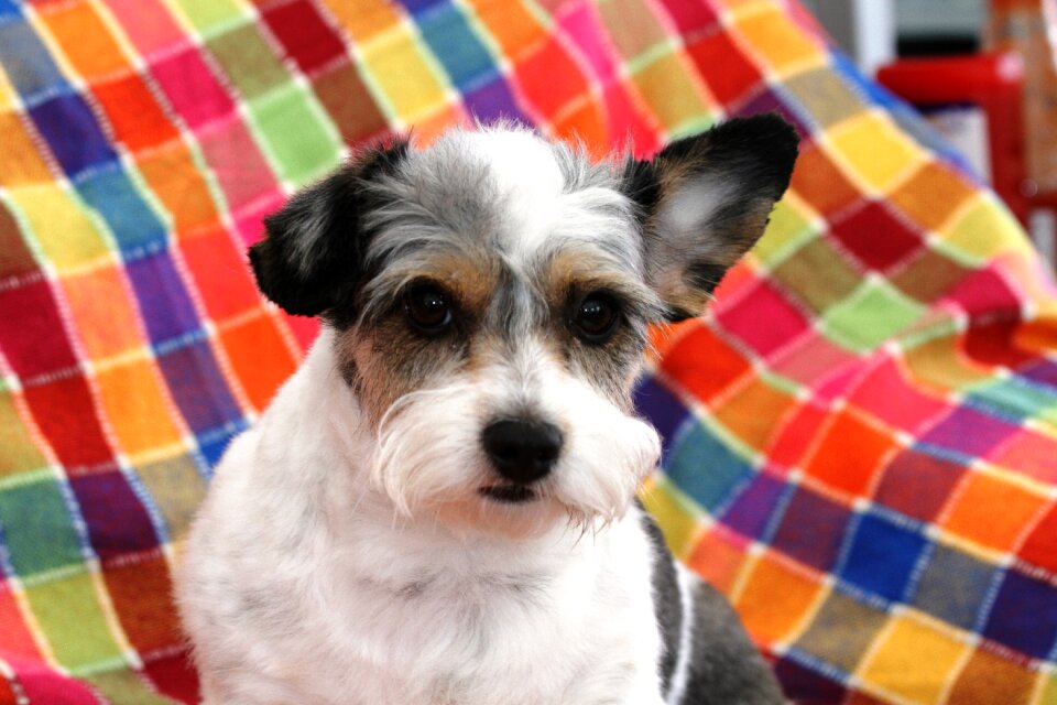 Cute terrier canine