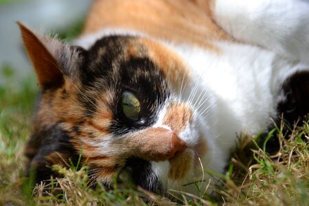 Feline tabby cat cat lying photo