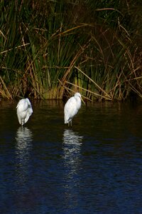 Wild birds egret wild animal photo