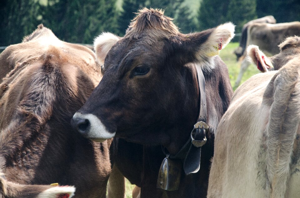 Animal mountains agriculture