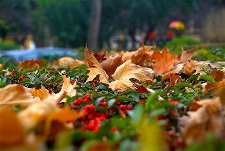 Nature autumn dry leaf photo