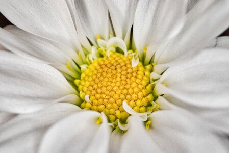 Close up petal macro