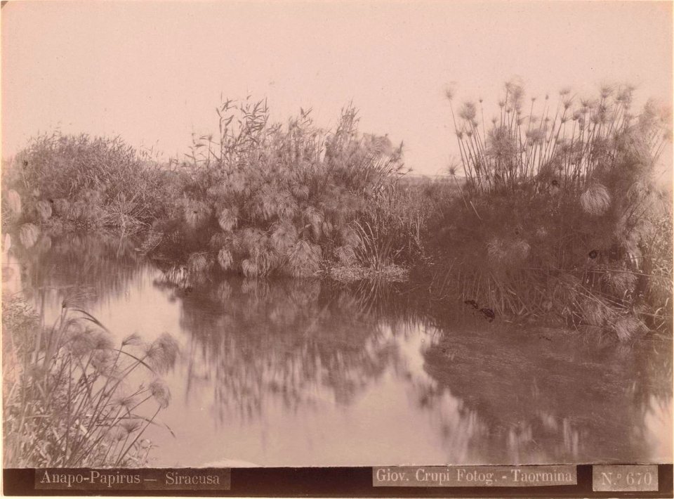 Crupi, Giovanni (1849-1925) - n. 0670 - Anapo-Papirus - Siracusa - Ackland art museum