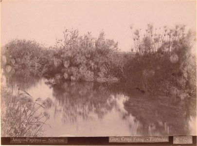 Crupi, Giovanni (1849-1925) - n. 0670 - Anapo-Papirus - Siracusa - Ackland art museum
