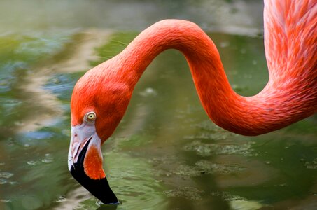 Birds wild life body of water