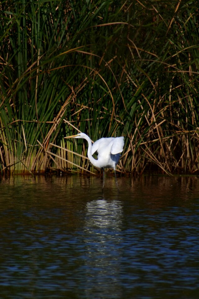 Wild birds egret blades