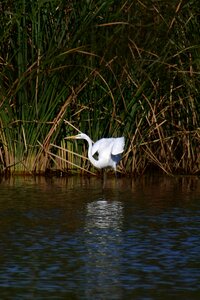 Wild birds egret blades
