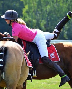Competition equestrian jumper