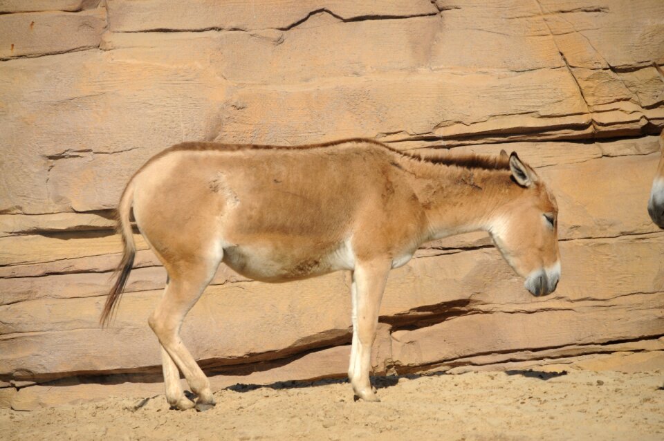Animal world mammal donkey