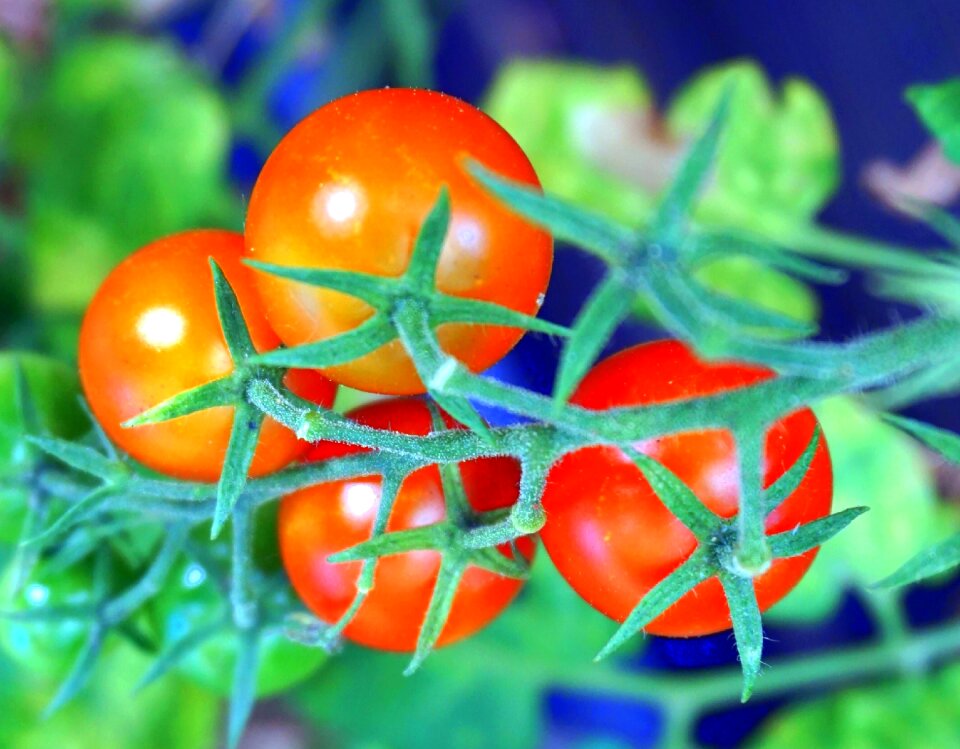 Nature garden healthy