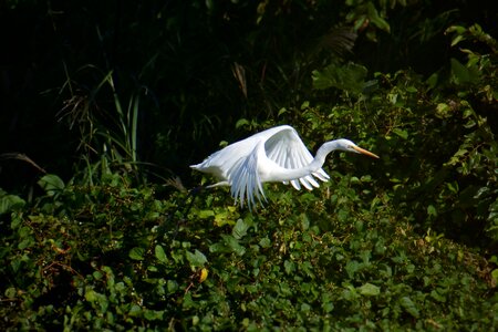 Wild birds egret wild animal