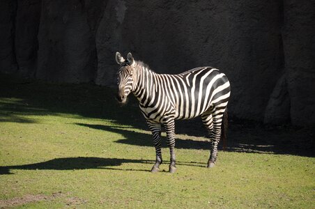 Animal world animal zebra