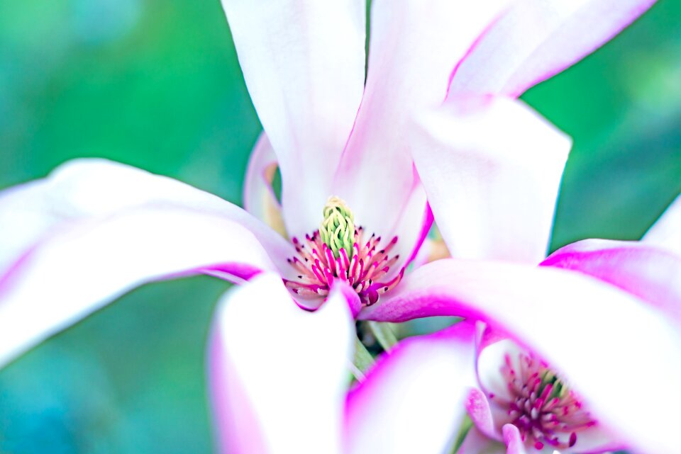 Summer plant elegant