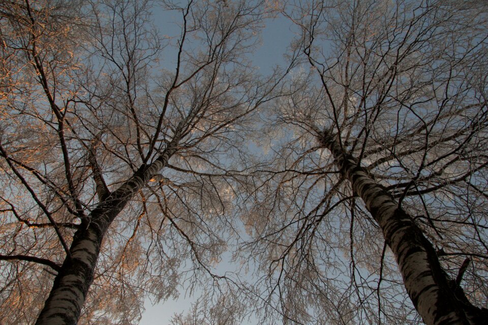 Wood landscape nature
