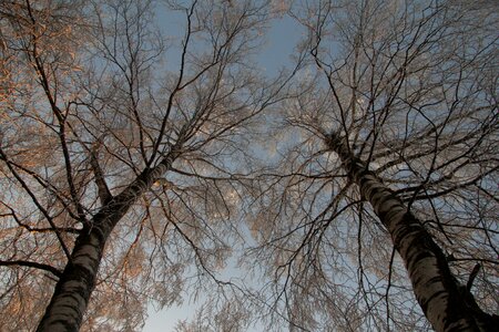 Wood landscape nature