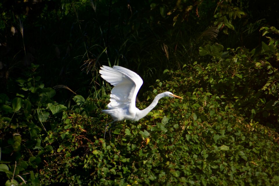 Wild birds egret wild animal