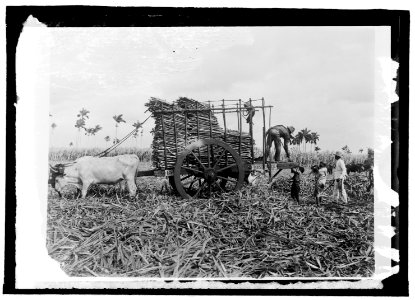 Cuba, loading sugar cane LCCN2016821494
