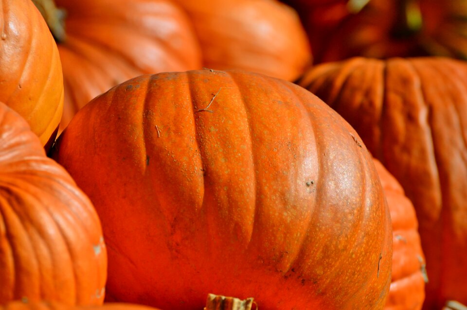 Autumn cucurbita maxima choose