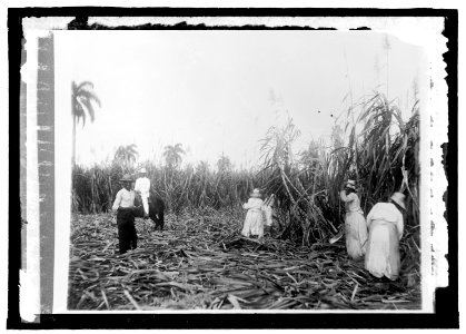 Cuba sugar cane LCCN2016821493 photo