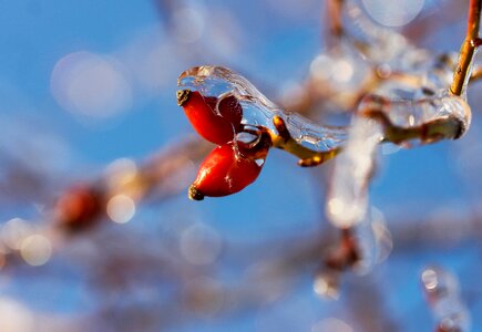 Nature winter ice photo