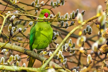 Small parrot parakeet nature green