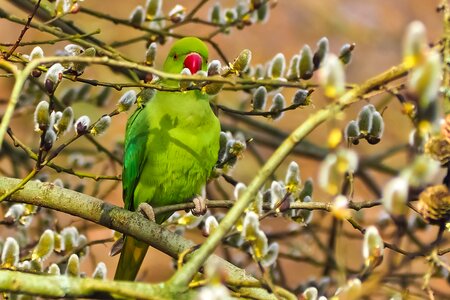 Small parrot parakeet nature green photo