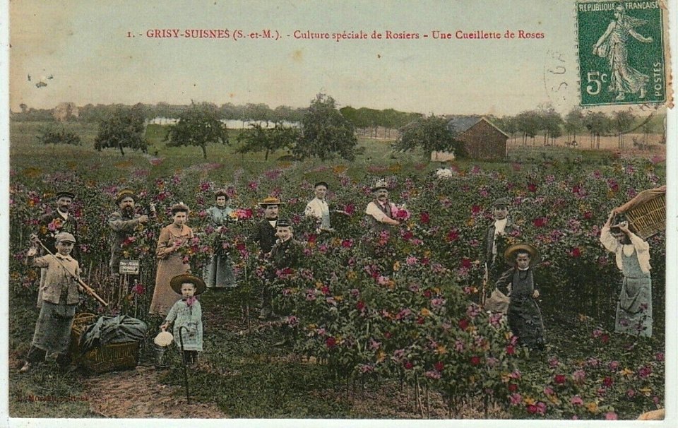 Cueillette des roses
