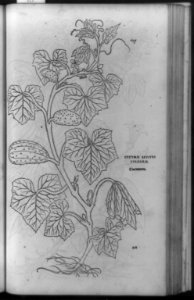 Cucumis sativus vulgaris, cucumern LCCN92516613