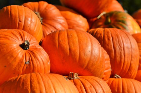 Autumn cucurbita maxima choose