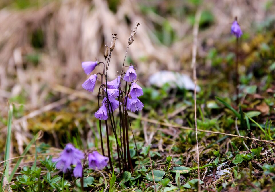 Nature plant color
