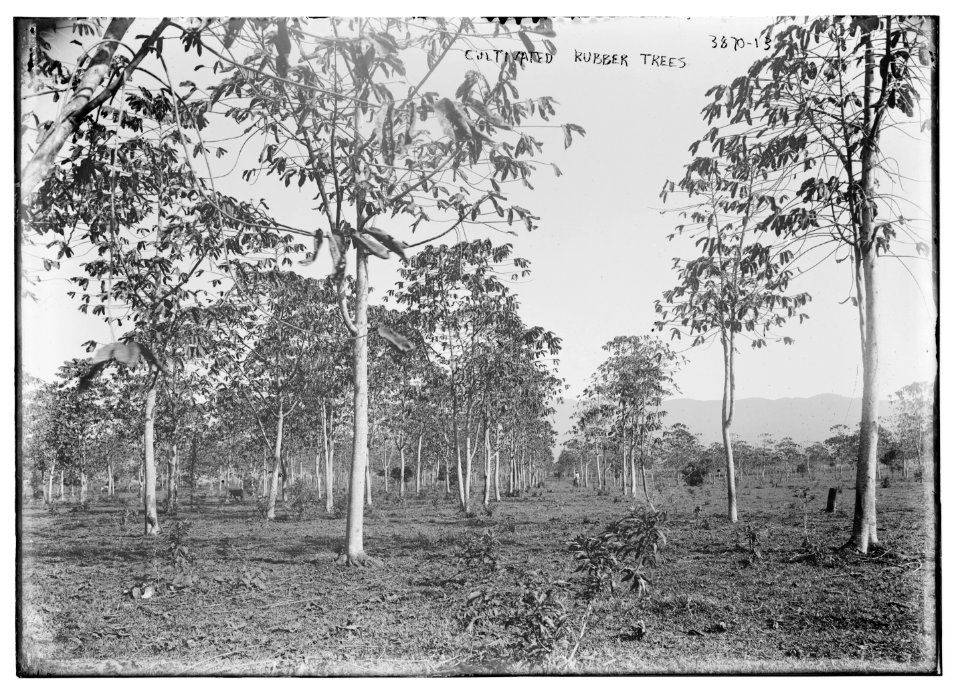 Cultivated Rubber Trees LCCN2014701804