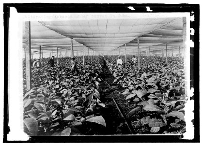Cultivating tobacco under canvas, Cuba LCCN2016821469