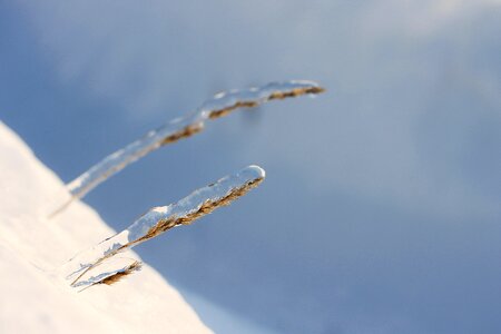 Nature frost snowy photo