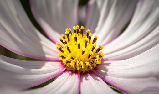 Plants nature pink