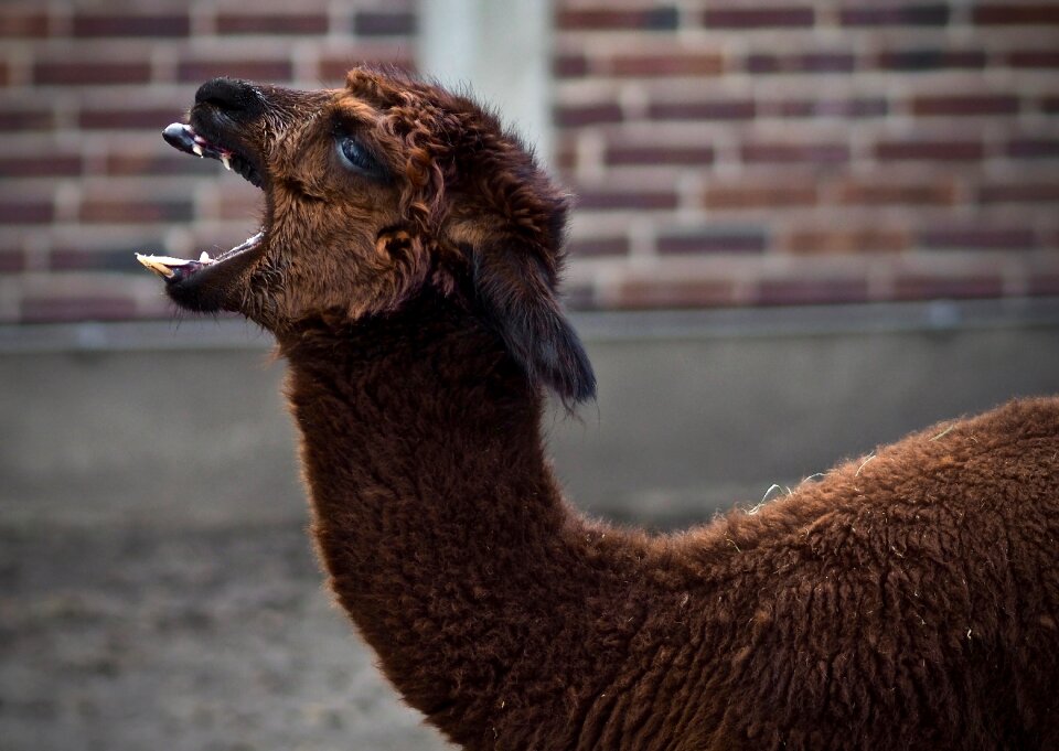 Lama animal photo head