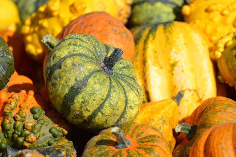Autumn cucurbita maxima choose