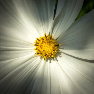 Petal plants nature