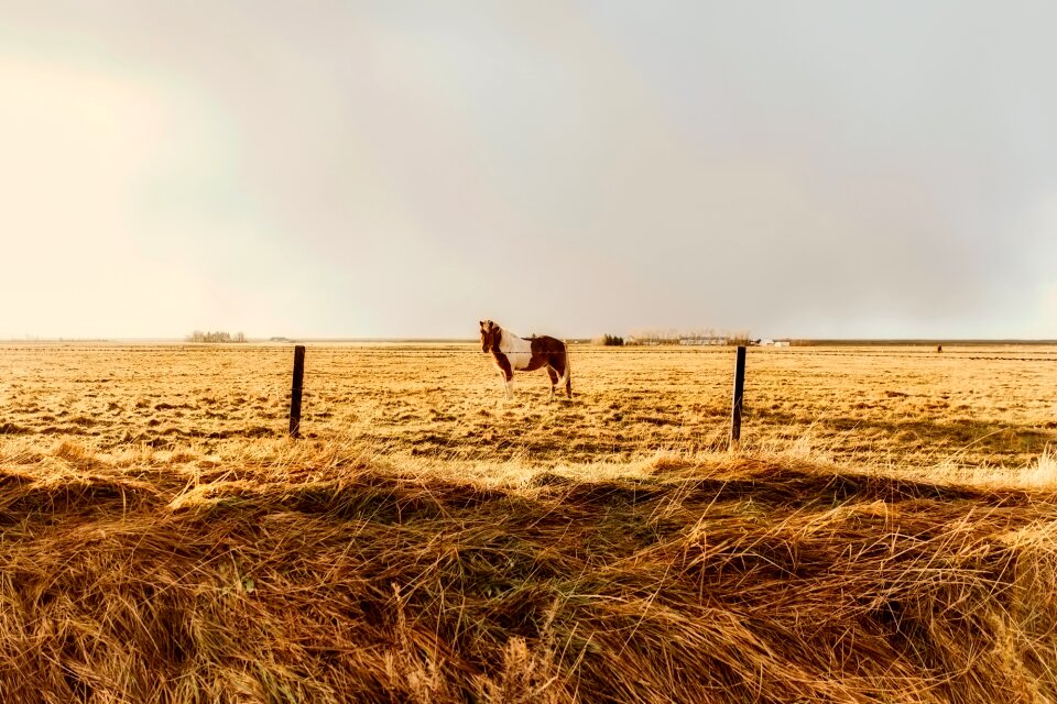 Field meadow landscape photo