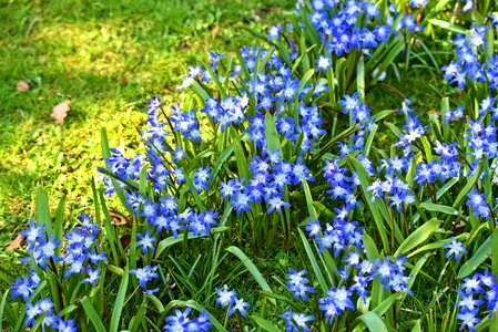 Bulbous perennial spring flower
