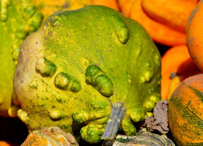 Autumn cucurbita maxima choose