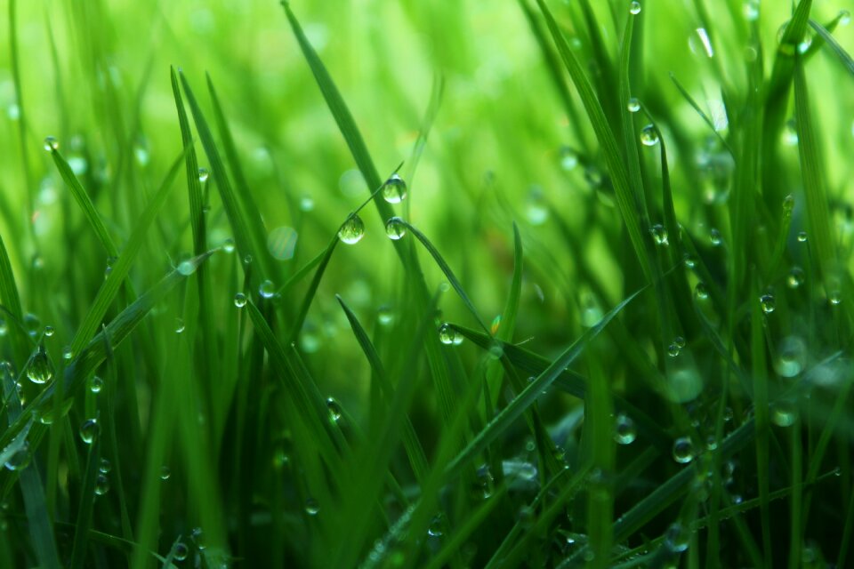 Shoots green drop