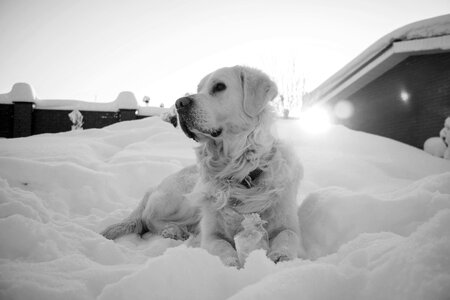 Cute pet animal