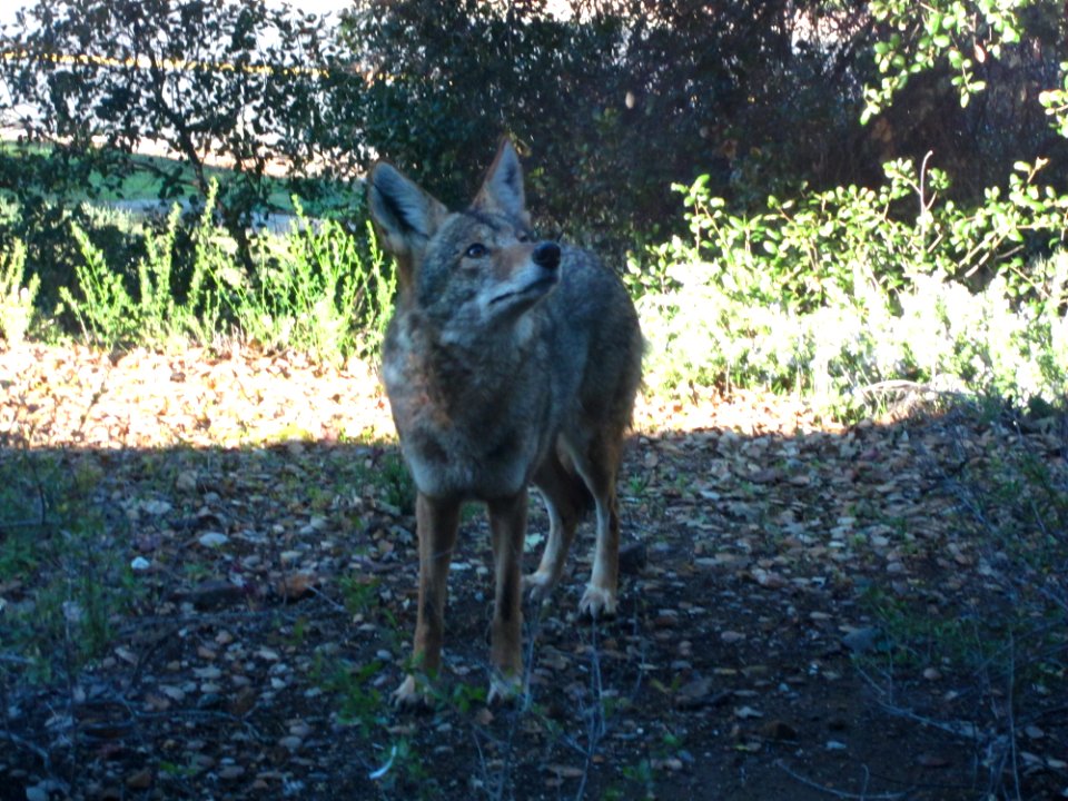 Curious Coyote (11074388083)