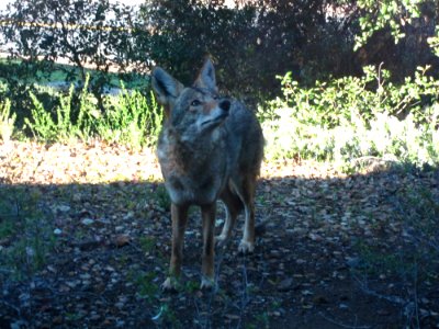 Curious Coyote (11074388083) photo