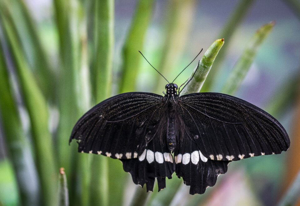 Insect sheet butterfly