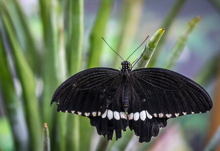 Insect sheet butterfly photo