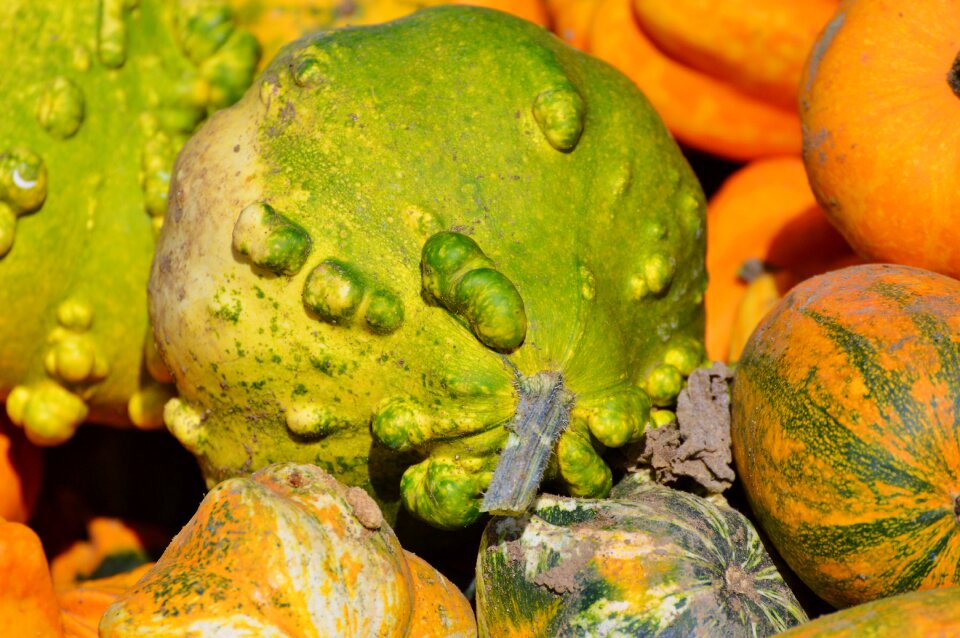 Autumn cucurbita maxima choose