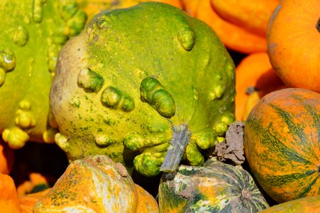 Autumn cucurbita maxima choose