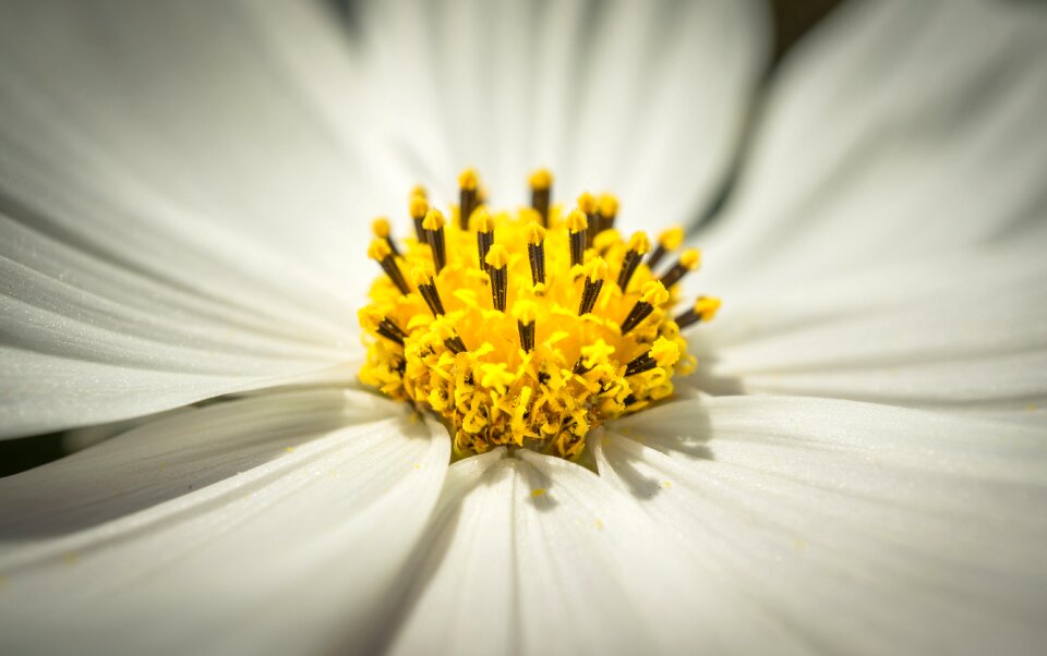 Petal plants nature